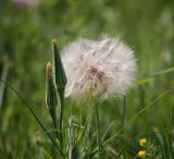 Tragopogon dubius subspecies major. Раскрывшееся и нераскрывшиеся соплодия. Воронежская обл., Павловский р-н, окр. с. Михайловка (Шипов лес). 18.06.2011.