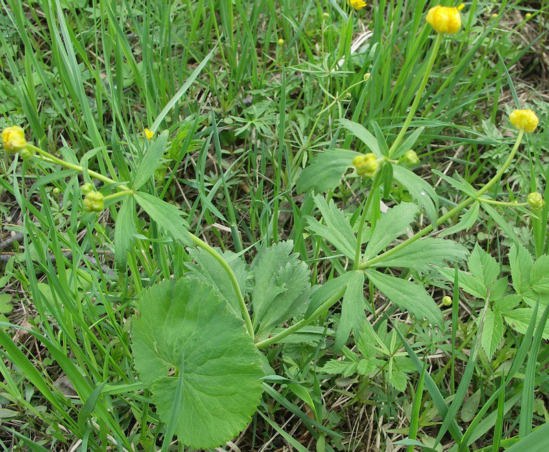 Изображение особи Ranunculus cassubicus.