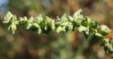 Atriplex nudicaulis