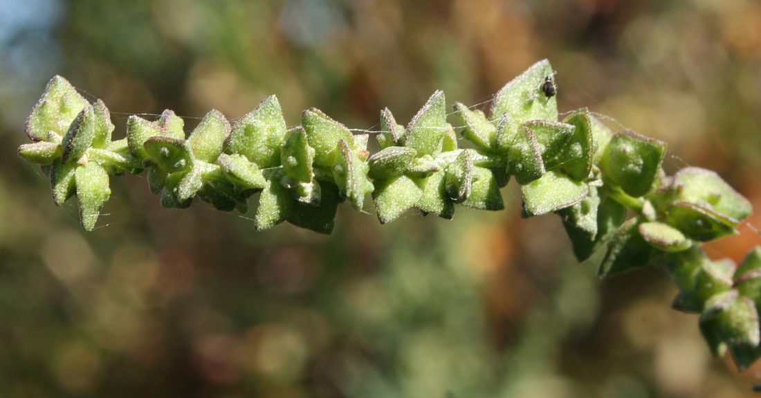 Изображение особи Atriplex nudicaulis.