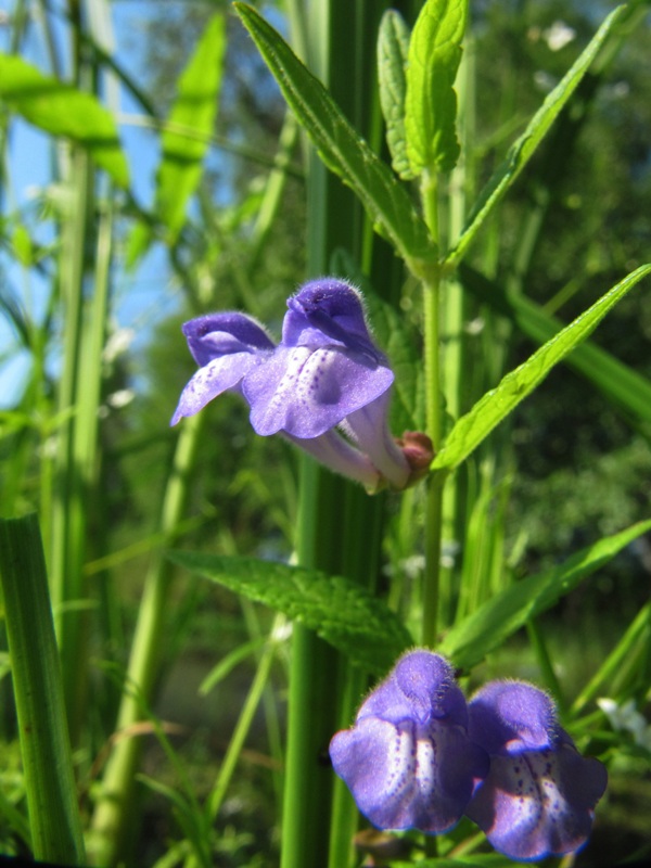 Изображение особи Scutellaria galericulata.