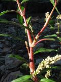 Persicaria lapathifolia. Средняя часть растения. Крым, Ялта, река Дерекойка. 19 сентября 2011 г.