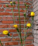 Sonchus arvensis