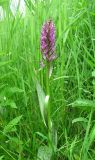 Dactylorhiza incarnata. Верхушка цветущего растения. Архангельская обл., Вельский р-н, окр. пос. Усть-Шоноша, берег р. Вель. 25.06.2011.