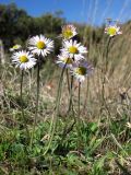 Bellis sylvestris. Цветущие растения. Южный Берег Крыма, мыс Мартьян. 3 января 2012 г.