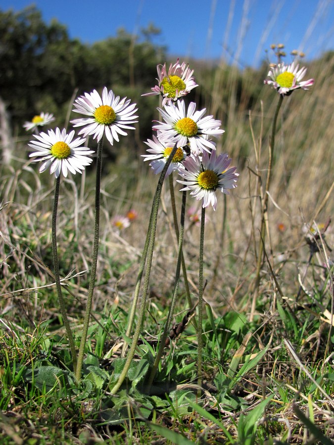 Image of Bellis sylvestris specimen.