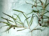 Potamogeton berchtoldii
