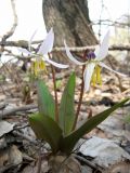 Erythronium sibiricum