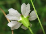 Heliosperma carpaticum. Цветок (вид снизу). Украина, Закарпатская обл., Раховский р-н, 1800 м н.у.м., каменистая осыпь. 27 августа 2008 г.