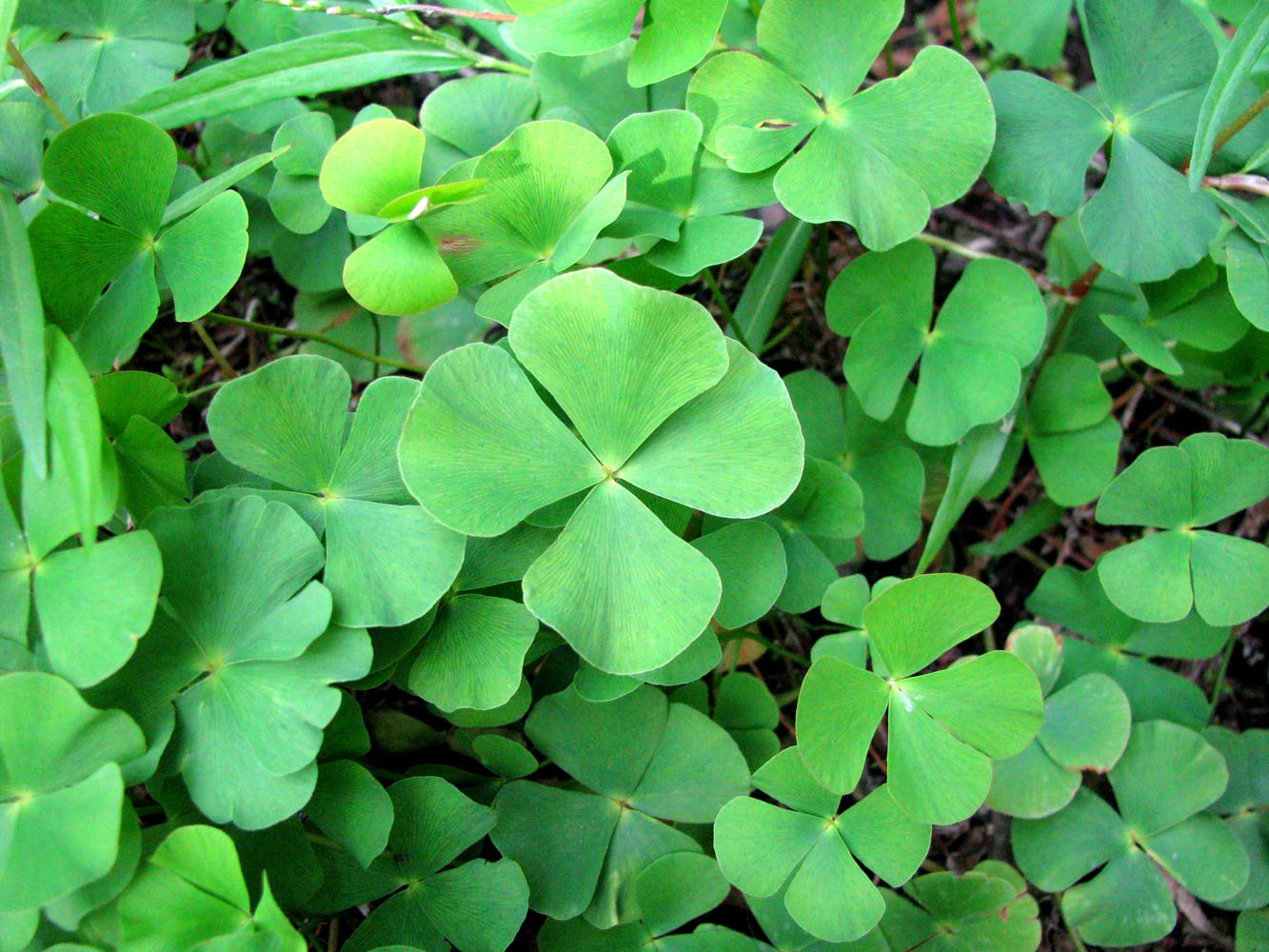 Image of Marsilea quadrifolia specimen.