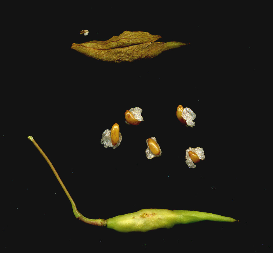Image of Epimedium macrosepalum specimen.