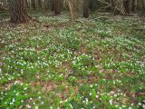 Oxalis acetosella