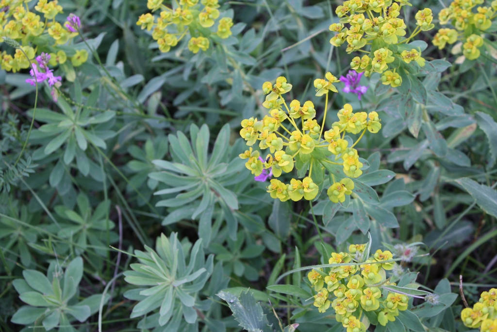 Изображение особи Euphorbia stepposa.