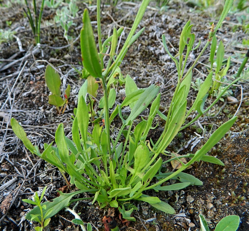 Изображение особи Rumex acetosella.