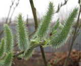 Salix gmelinii