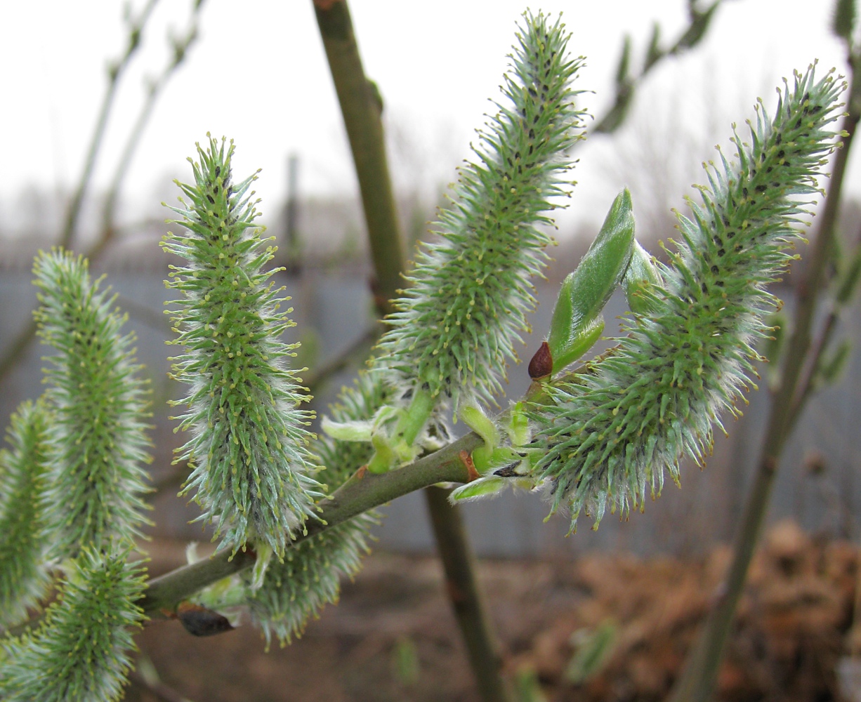 Image of Salix gmelinii specimen.