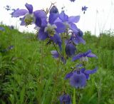 Aquilegia parviflora. Цветки. Хабаровский край, Ванинский р-н, окр. пос. Высокогорный. 17.06.2006.