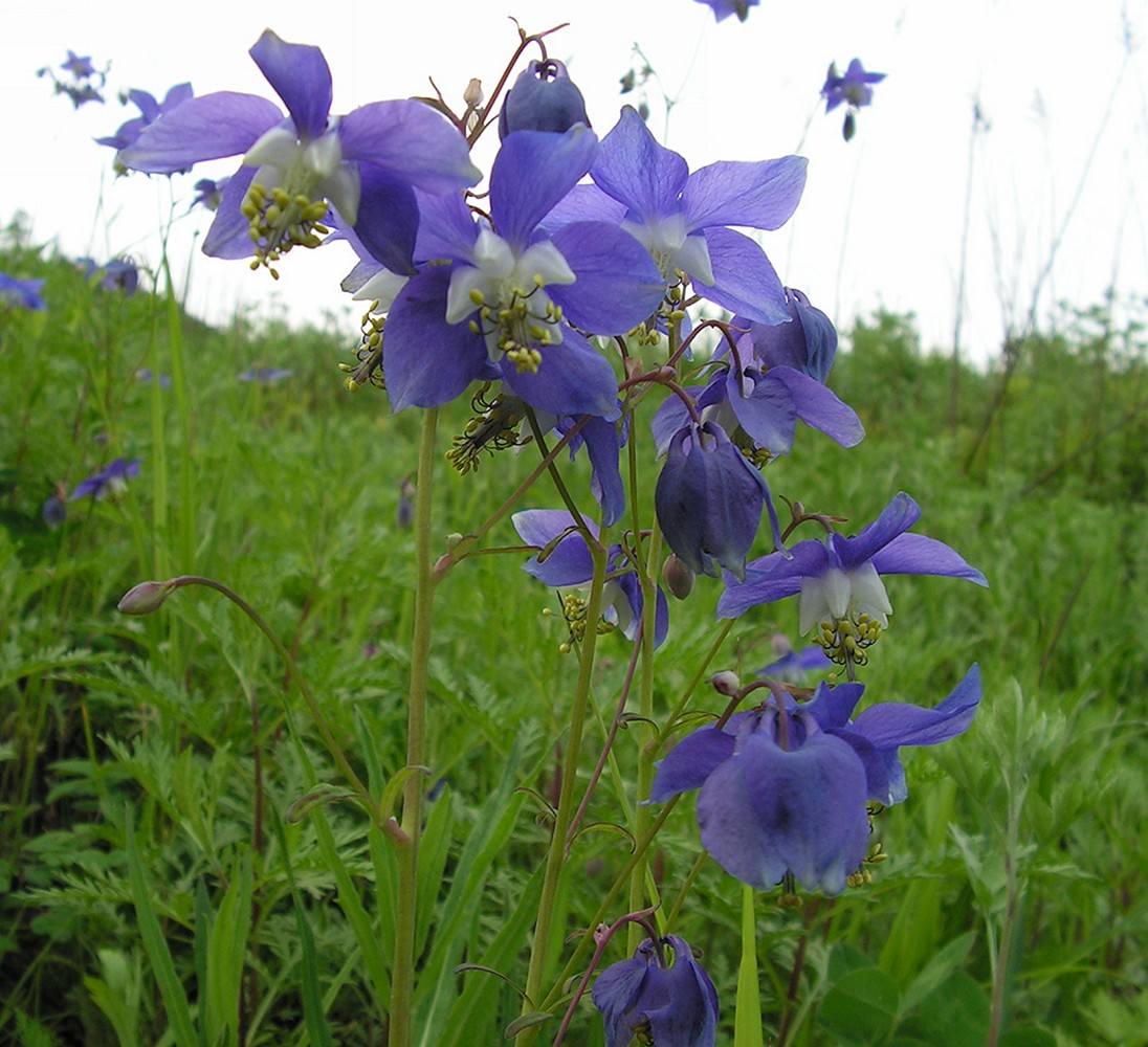 Image of Aquilegia parviflora specimen.