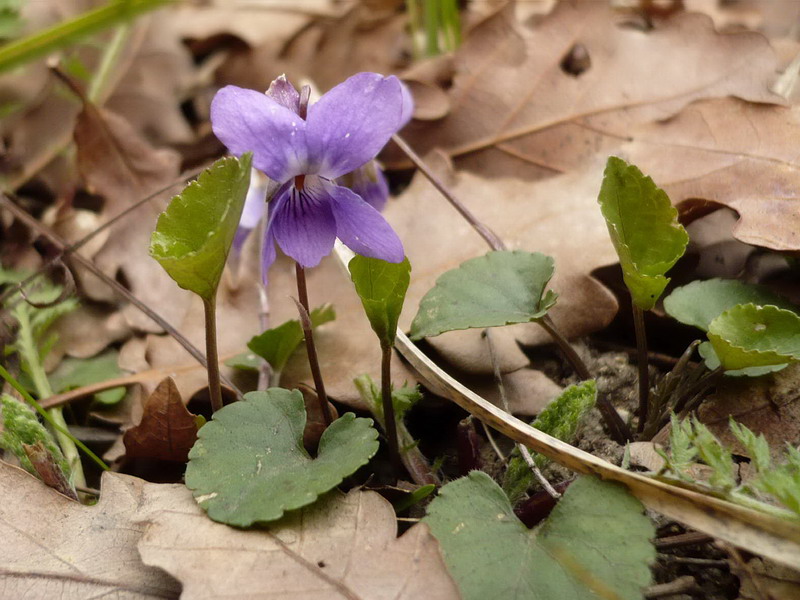 Изображение особи род Viola.