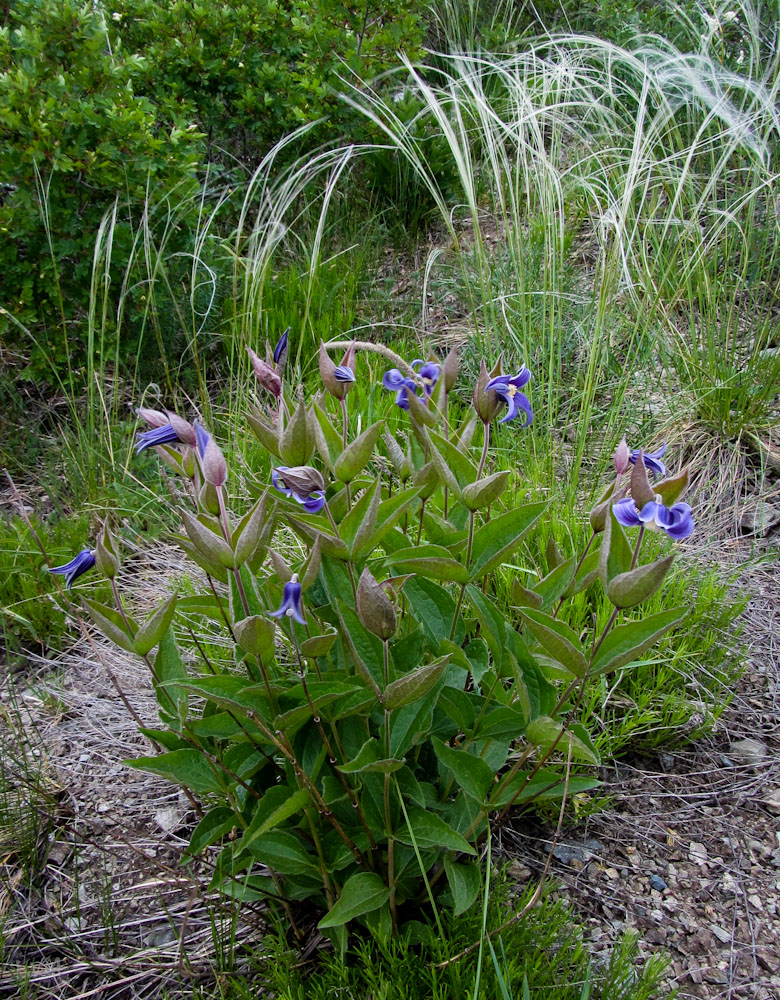 Image of Clematis integrifolia specimen.