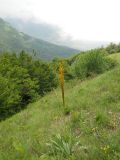 Eremurus thiodanthus. Цветущее растение. Крым, гора Северная Демерджи. 2 июня 2012 г.
