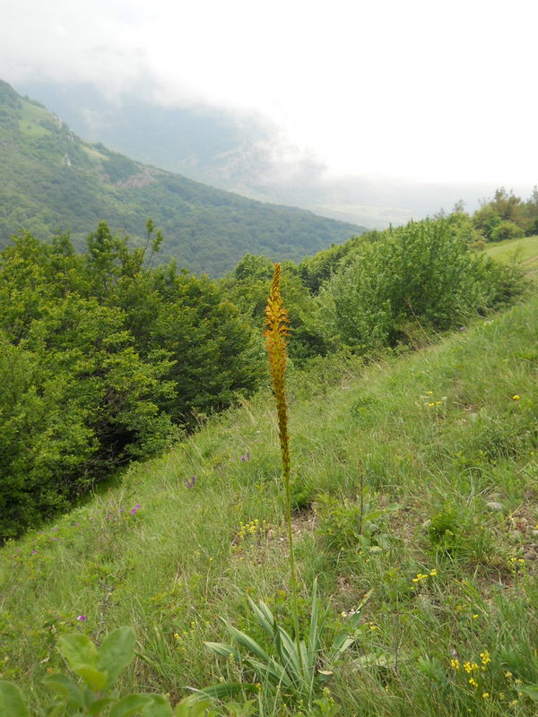 Image of Eremurus thiodanthus specimen.