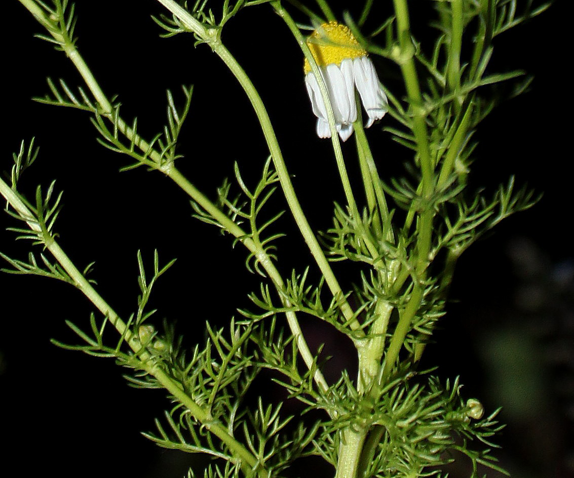 Изображение особи Tripleurospermum inodorum.