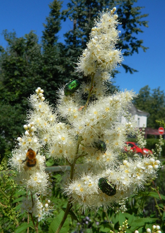 Image of Sorbaria sorbifolia specimen.