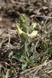 Corydalis ledebouriana Kar. et Kir. × Corydalis sewerzowii Regel