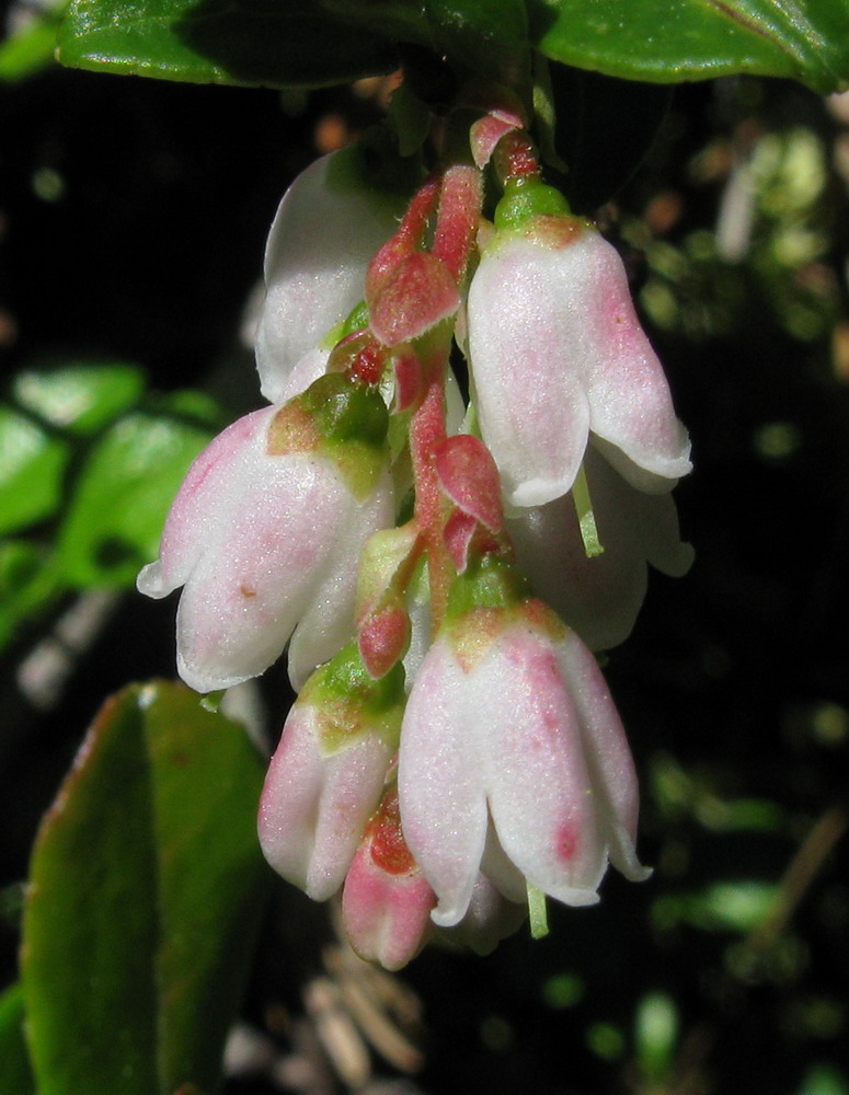 Image of Vaccinium vitis-idaea var. minus specimen.