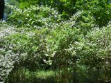 Deutzia scabra