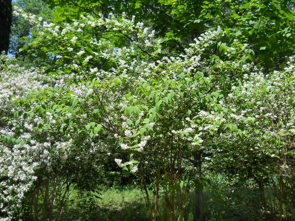 Изображение особи Deutzia scabra.