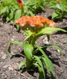 Celosia cristata