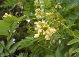 Styphnolobium japonicum. Часть соцветия с завязавшимися плодами. Крым, г. Ялта, в культуре. 28 июля 2012 г.