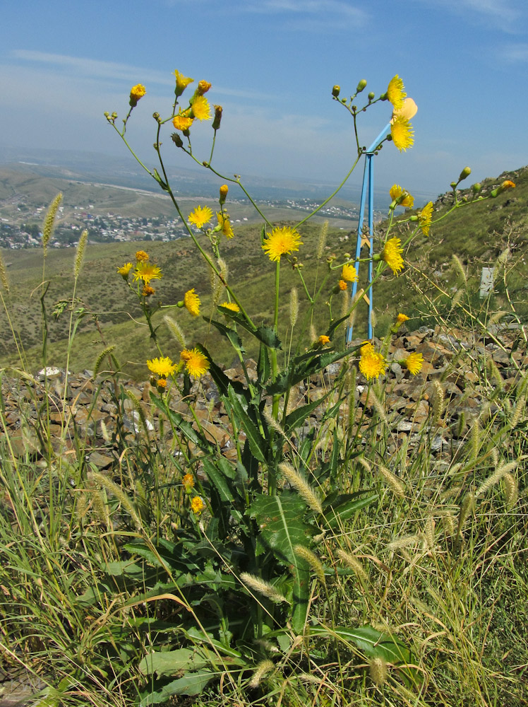 Image of Sonchus arvensis specimen.