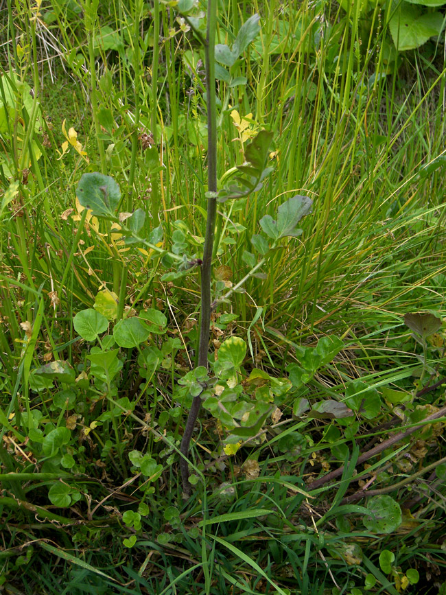 Image of Cardamine iliciana specimen.