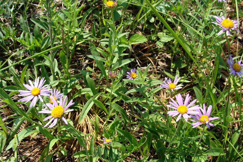 Изображение особи Aster alpinus.