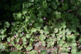 Geranium rotundifolium