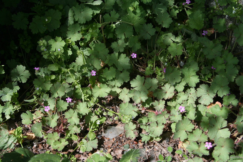 Изображение особи Geranium rotundifolium.