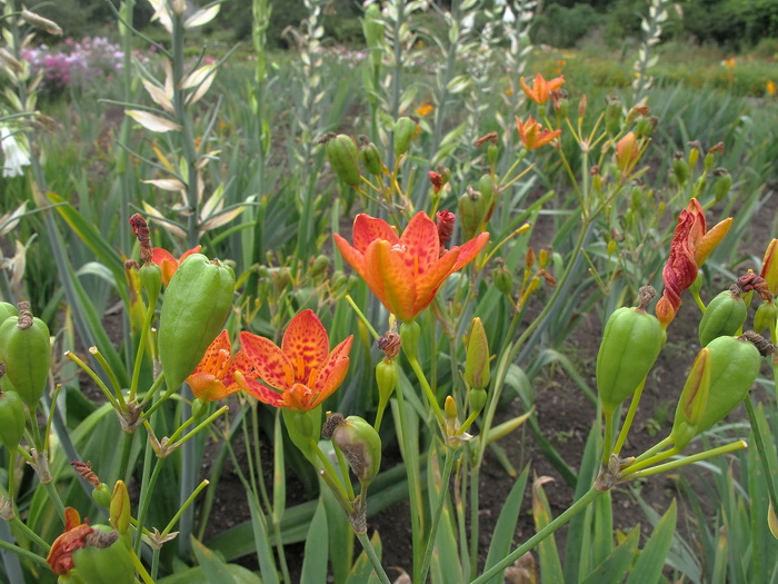 Изображение особи Belamcanda chinensis.