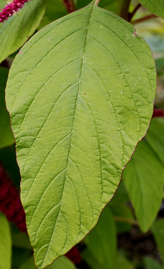 Изображение особи Amaranthus caudatus.