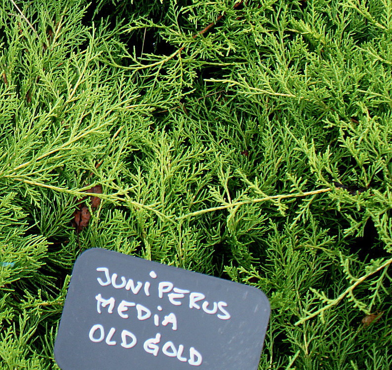 Image of Juniperus &times; pfitzeriana specimen.