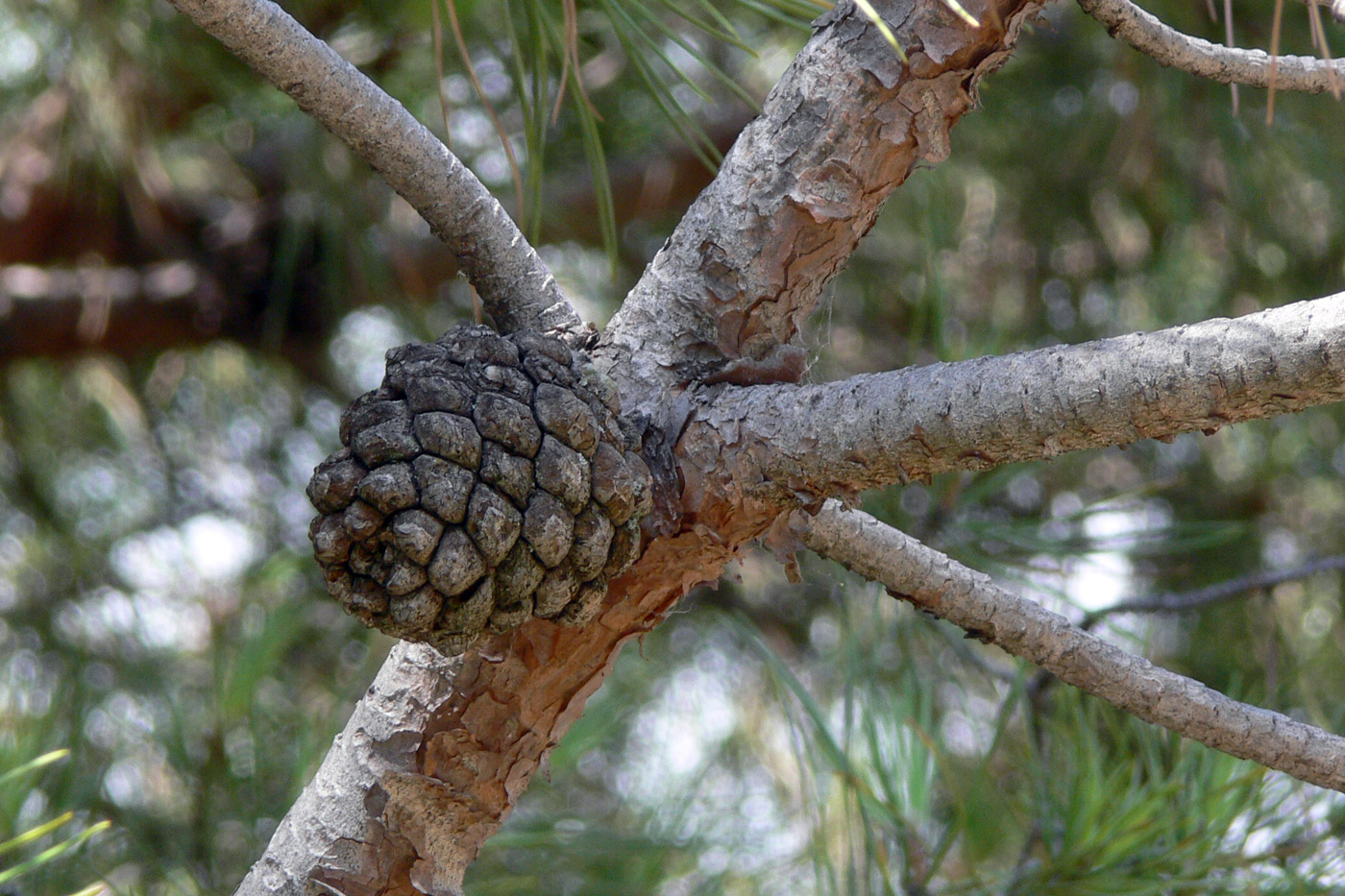 Изображение особи Pinus pinea.