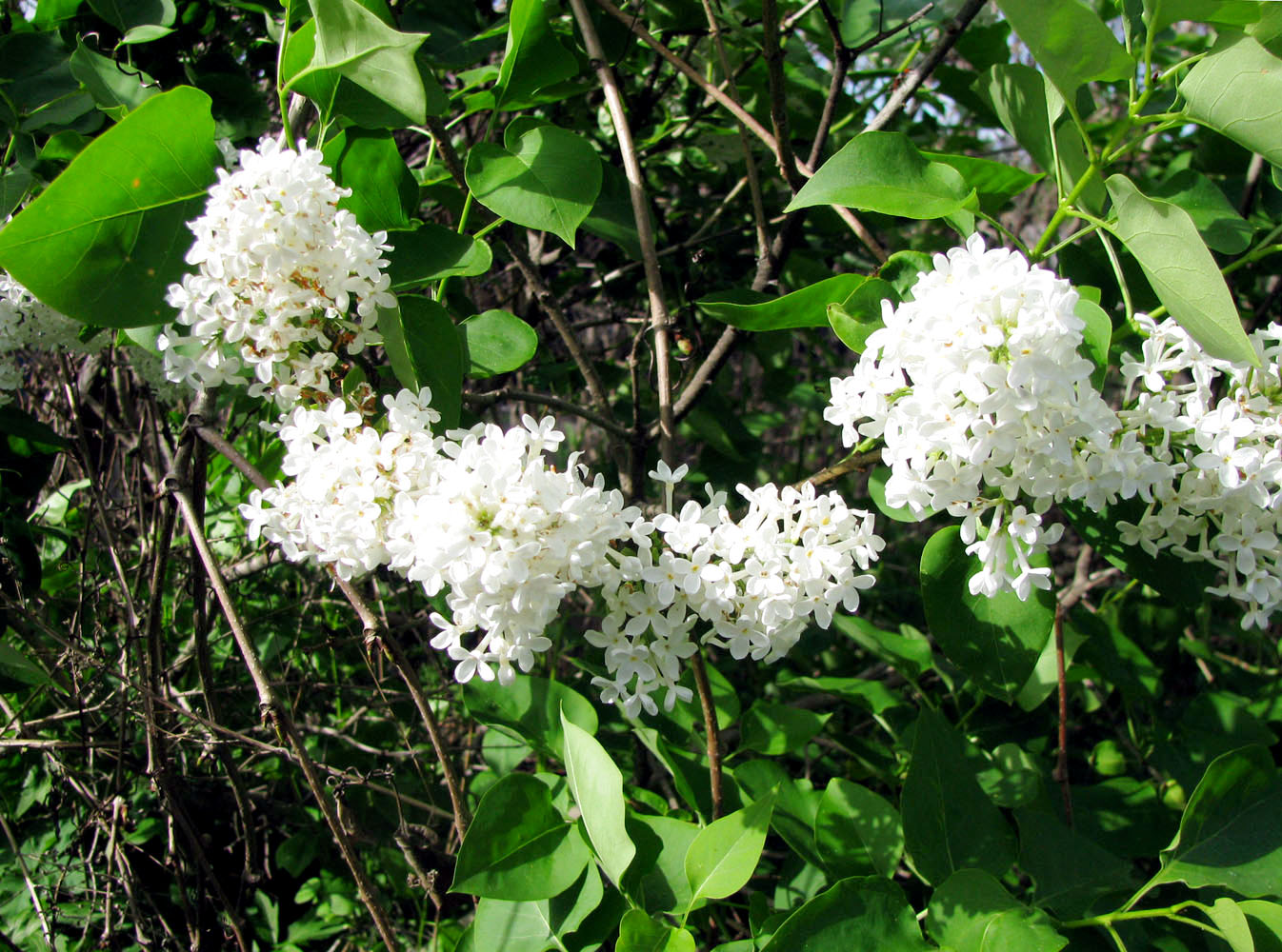 Image of Syringa vulgaris specimen.