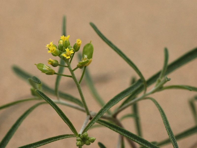 Image of Meniocus linifolius specimen.