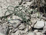 Allium nathaliae variety tepekermensis. Вегетирующие растения. Крым, Бахчисарайский р-н, гора Тепе-Кермен. 19.05.2012.