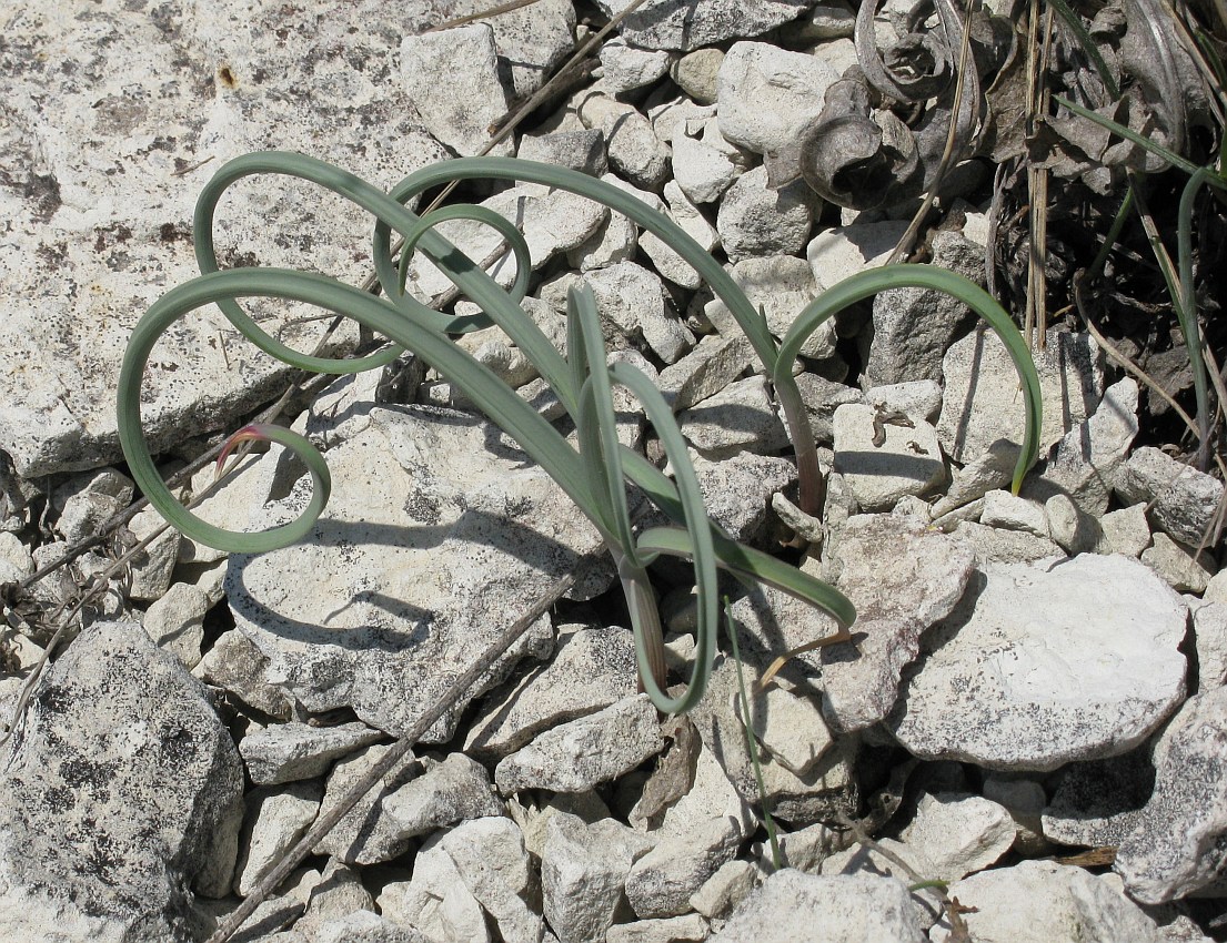 Image of Allium nathaliae var. tepekermensis specimen.