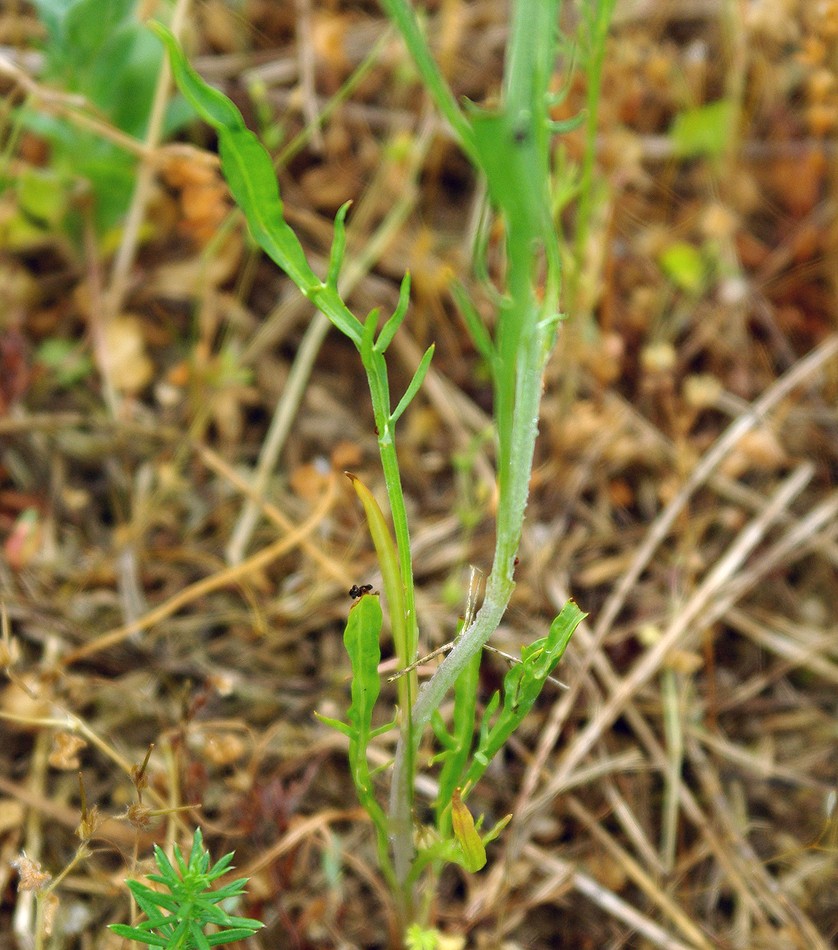 Image of Scorzonera laciniata specimen.