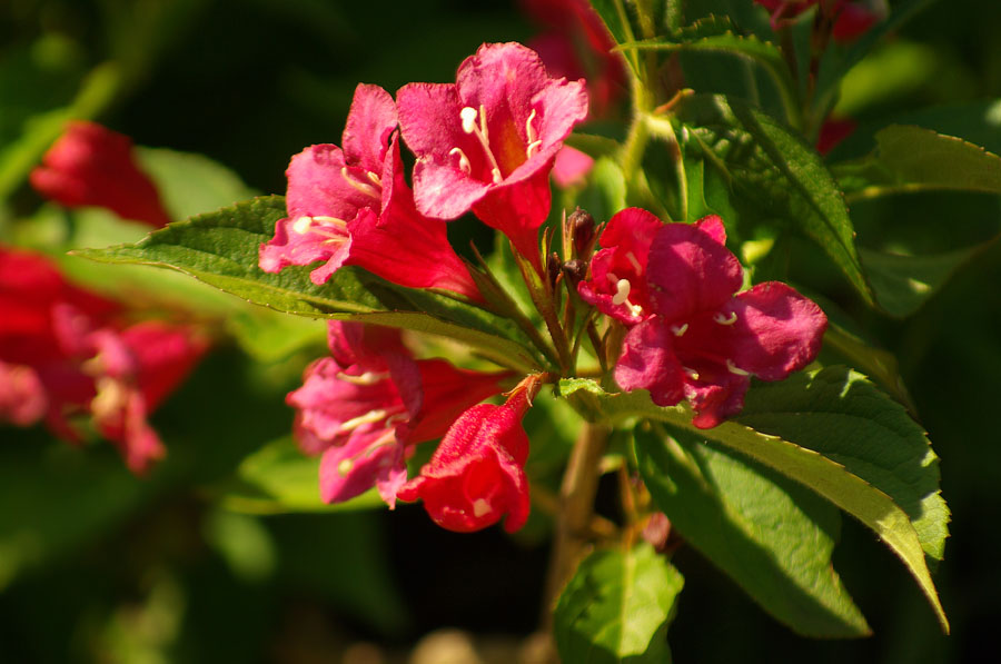 Image of genus Weigela specimen.