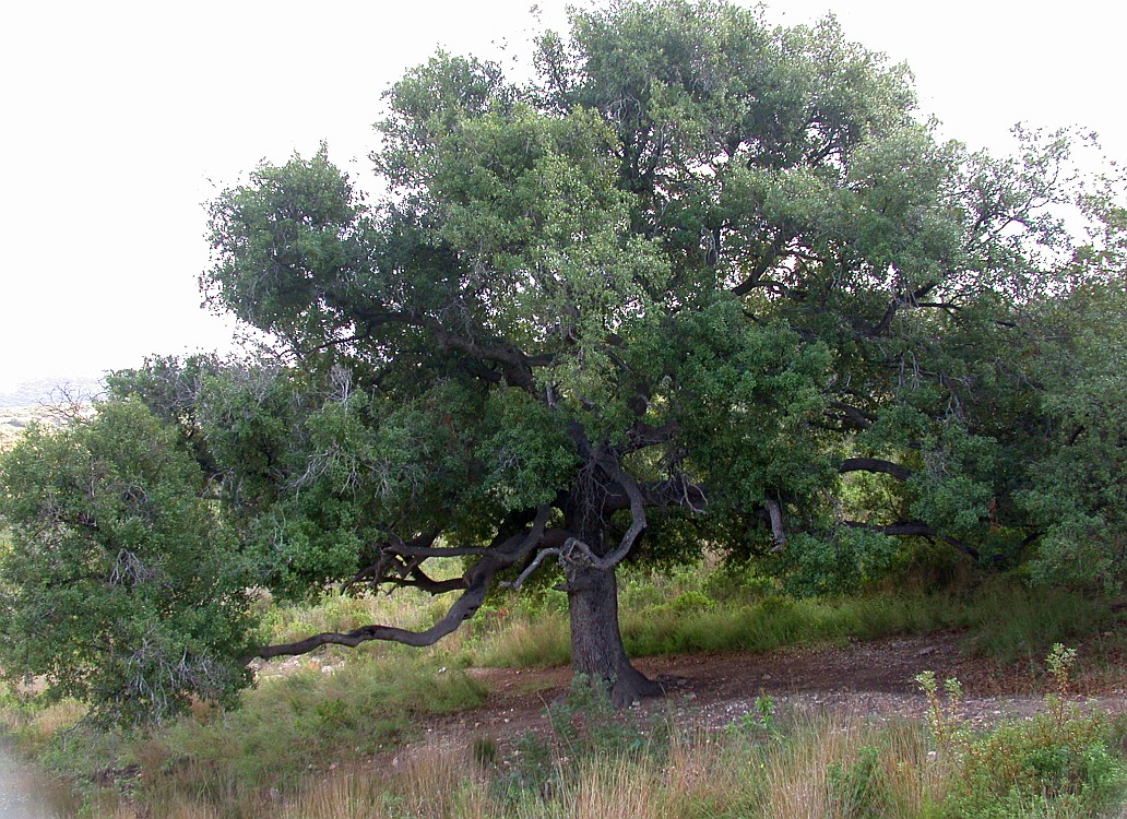 Изображение особи Quercus calliprinos.